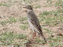 african-pipit_3.jpg