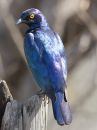 glossy-blue-eared-starling_.jpg