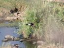 long-tailed-cormorant.jpg