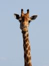 giraffe_2.jpg