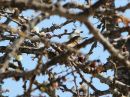 stierlings-wren-warbler.jpg