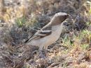white-browed-sparrow-weaver_2.jpg