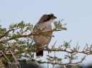 white-browed-sparrow-weaver_3.jpg