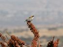white-browed-sparrow-weaver_4.jpg