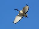 african-sacred-ibis_1.jpg