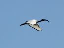 african-sacred-ibis_2.jpg