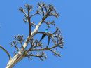 malachite-sunbird.jpg