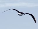 atlantic-yellow-nosed-albatross_01.jpg