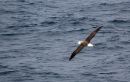 black-browed-albatross_01.jpg
