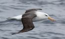 black-browed-albatross_02.jpg