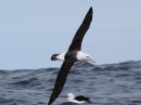 black-browed-albatross_03.jpg