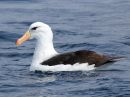 black-browed-albatross_04.jpg