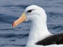 black-browed-albatross_05.jpg