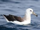 black-browed-albatross_06.jpg