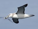 black-browed-albatross_07.jpg