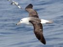 black-browed-albatross_08.jpg