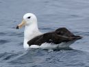 black-browed-albatross_10.jpg