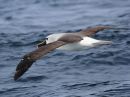indian-yellow-nosed-albatross_02.jpg