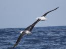 northern-royal-albatross_1.jpg