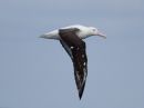 northern-royal-albatross_2.jpg