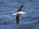 northern-royal-albatross_3.jpg