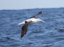 northern-royal-albatross_4.jpg