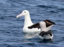 northern-royal-albatross_5.jpg