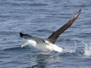 northern-royal-albatross_7.jpg