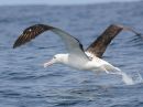 northern-royal-albatross_8.jpg
