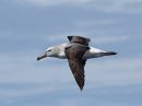 salvins-albatross.jpg