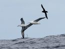 southern-royal-albatross_1.jpg