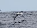 southern-royal-albatross_2.jpg