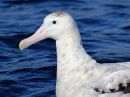 wandering-albatross_A_03.jpg