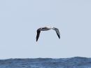 wandering-albatross_B_1.jpg