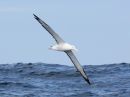 wandering-albatross_C_1.jpg
