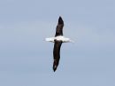 wandering-albatross_C_2.jpg