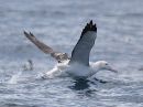 wandering-albatross_D_3.jpg