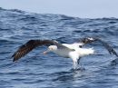 wandering-albatross_E_1.jpg