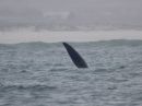 southern-right-whale_1.jpg