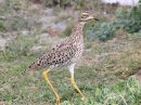 spotted-thick-knee_2.jpg