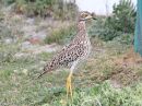 spotted-thick-knee_3.jpg