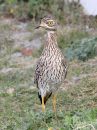 spotted-thick-knee_4.jpg