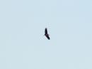 marabou-stork.jpg