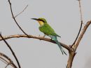swallow-tailed-bee-eater_1.jpg