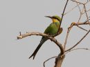 swallow-tailed-bee-eater_3.jpg