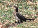 long-tailed-cormorant_1.jpg