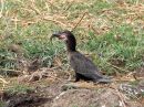 long-tailed-cormorant_2.jpg
