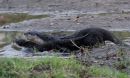 african-clawless-otter_3.jpg