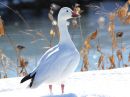 snow-goose.jpg