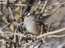 white-crowned-sparrow_2.jpg